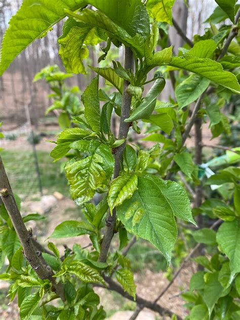 What is this leaf disease on a cherry tree - General Fruit Growing ...