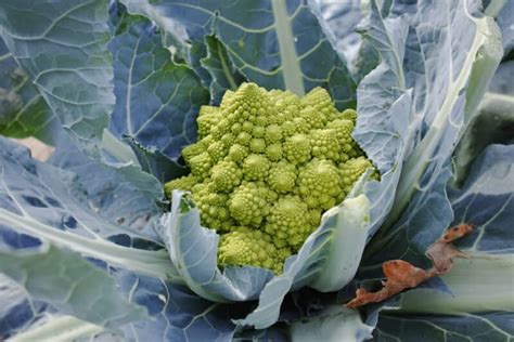 Growing Romanesco: How to Plant and Care For Romanesco