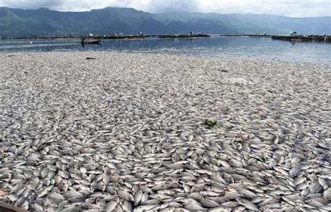 Lake Fish In Water