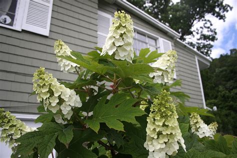 Hydrangea quercifolia - Hickory Hollow Nursery and Garden Center