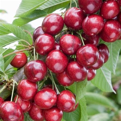 Cherry Tree 'Sweetheart'