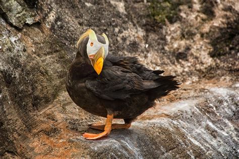 Puffin Facts: Types, Behavior, Habitat