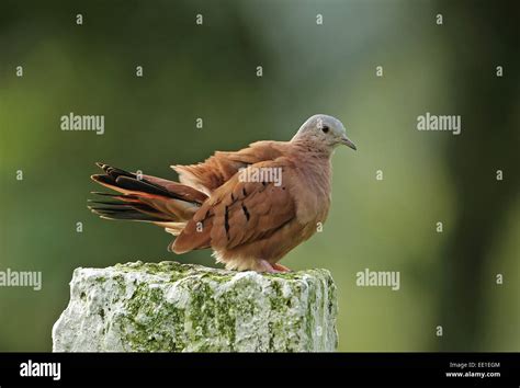 Ruddy Ground-dove (Columbina talpacoti rufipennis) adult male, with ...