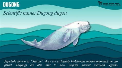 India’s first Dugong conservation reserve notified in Tamil Nadu