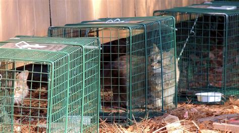 Feral Cats (Trap-Neuter-Return) - Orange County Humane Society of Virginia