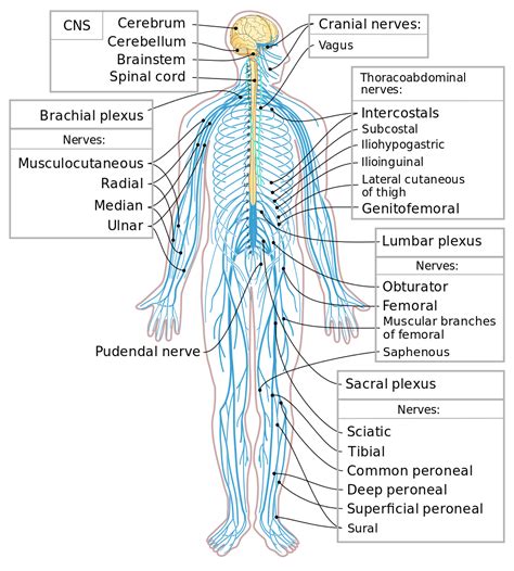 Human Body Back Nerves