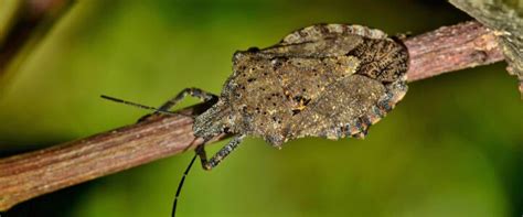 How To Kill Stink Bugs