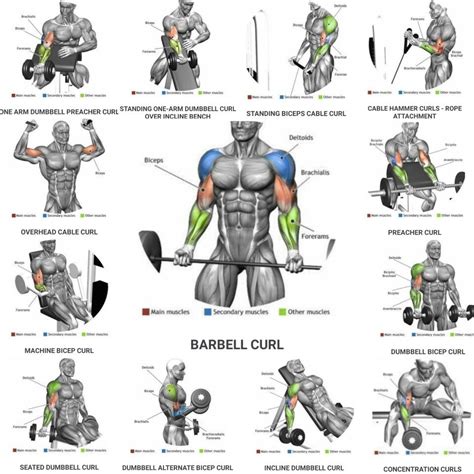 Bicep Exercises Poster | ubicaciondepersonas.cdmx.gob.mx