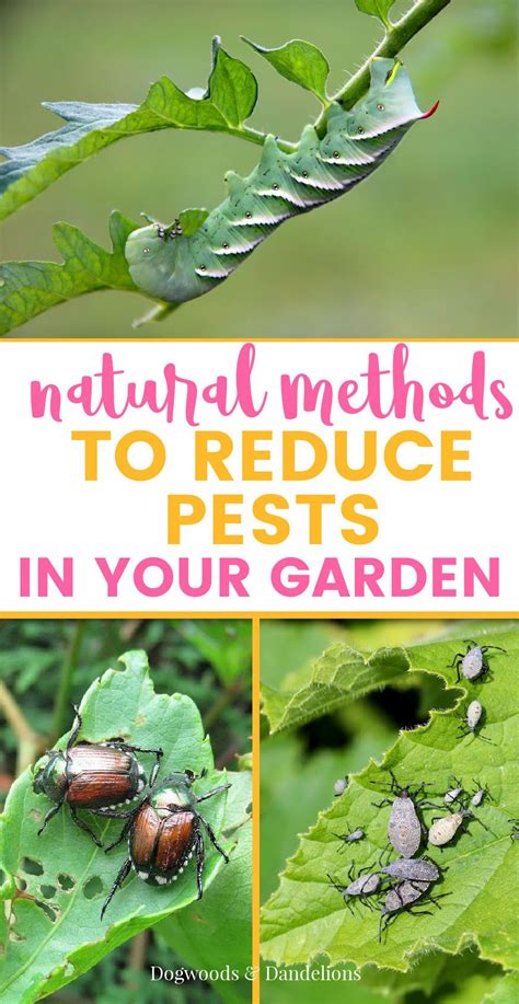 Natural pest control methods for your garden – Artofit