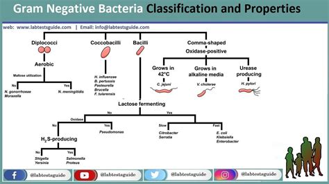 2 Which of the Following Genus of Bacteria Is Gram-negative ...