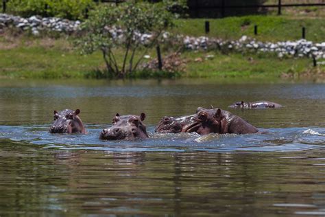 Pablo Escobar's Hippos Become First Animals in U.S. Considered 'Persons'