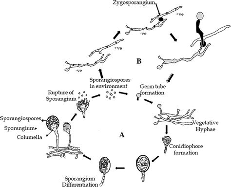 Zygomycota Reproductive Structure