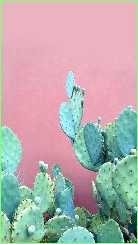 Pin on Cactus