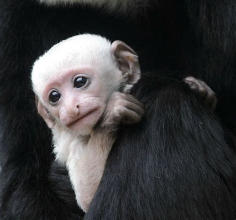 Baby Colobus Monkey Adorable But Wary