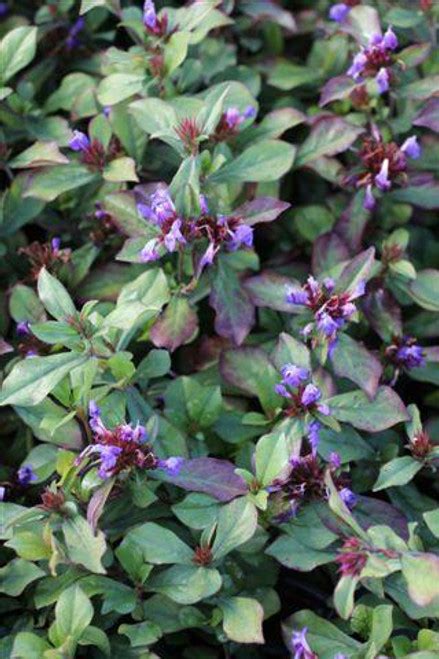 Ceratostigma plumbaginoides - Devil Mountain Wholesale Nursery