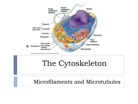 PPT - The Cytoskeleton PowerPoint Presentation, free download - ID:4684149