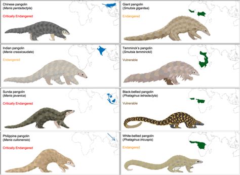 Global conservation status, taxonomy, and distribution of the eight ...