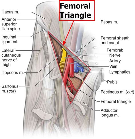 MT Endangerment Sites: 27. Femoral Triangle