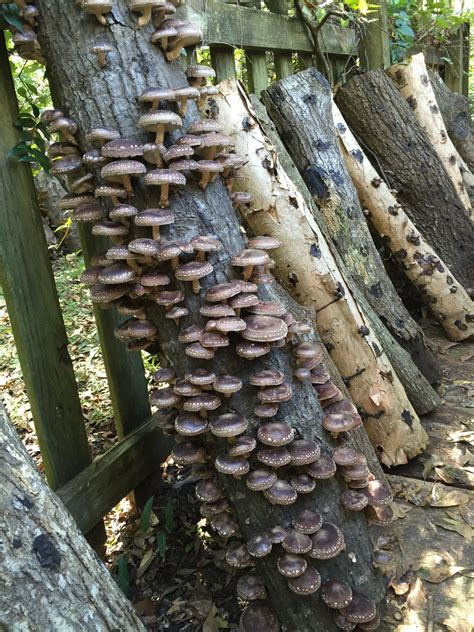 Mushroom Inoculation Station | Grow Oak Ridge