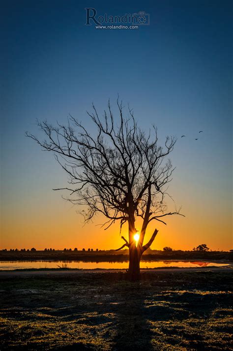 Tree silhouette’s at Sunrise. – Rolandino Leandro Photography