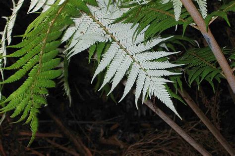 Symbolism of Fern Plants - SimplyBeyondHerbs