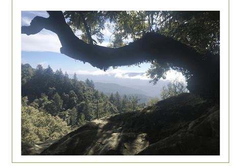 About Portola Redwoods | Portola and Castle Rock Foundation