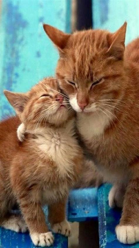 Download Cute Love Kitten Animal Cat Cute Cat Image