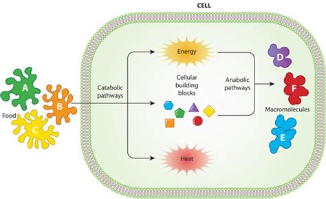 Catabolic and anabolic pathways in cell metabolism | Learn Science at ...