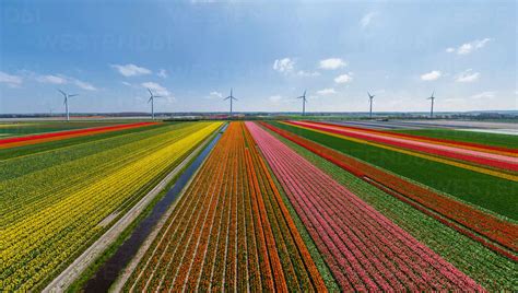 Panoramic aerial view of a tulip field in The country of tulips ...