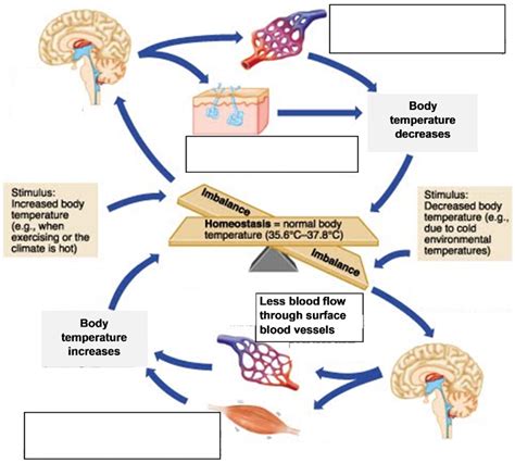 How To Explain Homeostasis