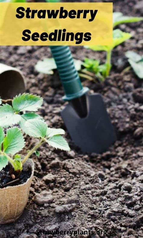 Strawberry Seedlings (Guide) – Strawberry Plants