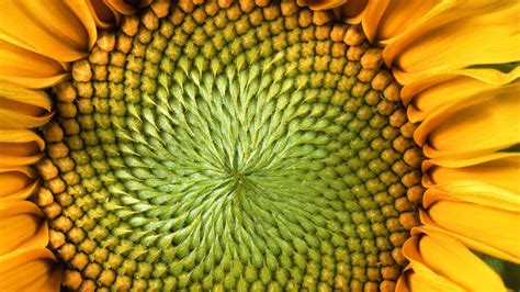 Mathematics of Sunflowers