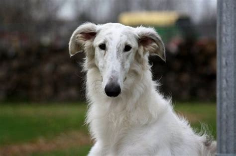 Borzoi : History, Temperament, Care, Training, Feeding & Pictures