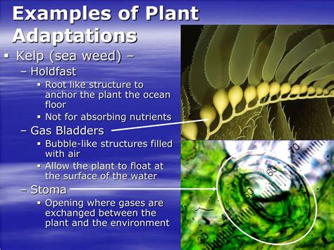 PPT - Adaptations in the Marine Biome PowerPoint Presentation, free ...