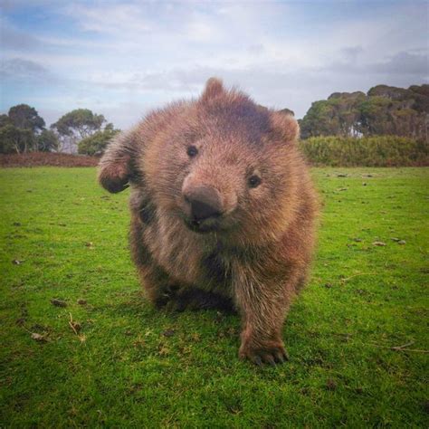 Please Enjoy The First Installment Of "Wombat Wednesdays" | Cute wombat ...