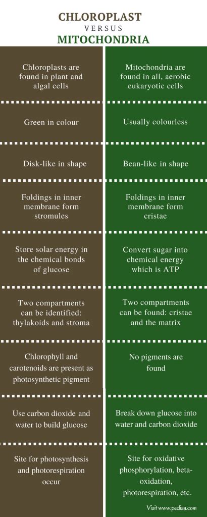 Difference Between Chloroplast and Mitochondria | Structure, Function ...