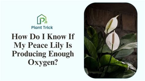 How Much Oxygen Does A Peace Lily Produce? Learn 7 Tips