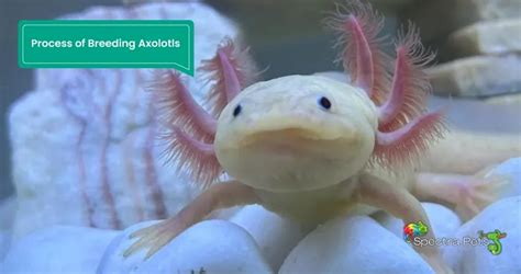 Breeding Axolotls For Profit: [Commercial Axolotl Breeding]