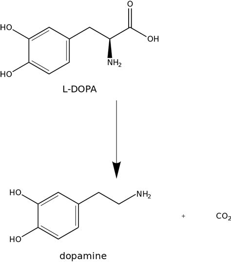 What is the Difference Between L Dopa and Dopamine | Compare the ...