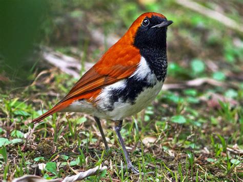 Ryukyu Robin - eBird