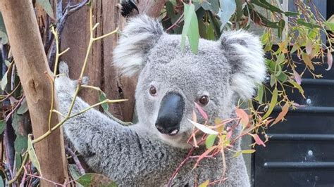 Artificial intelligence tracks male koala mating calls to guide ...