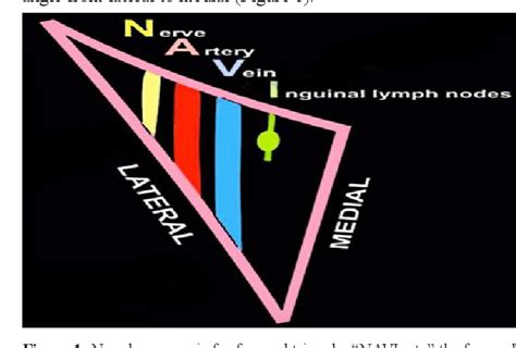 Figure 1 from femoral triangle anatomy review surgical application and ...