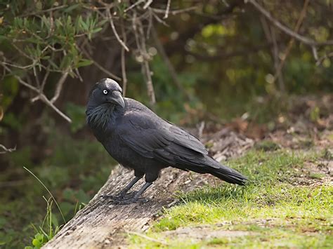 Australian Raven Bird Facts (Corvus coronoides) | Birdfact