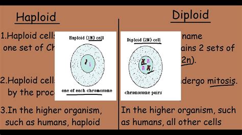 Explain the Difference Between Diploid and Haploid Cells