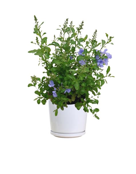 Plumbago auriculata - Thai Garden Design