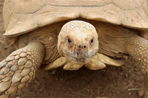 Sulcata Tortoise Care Sheet