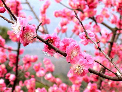 Plum Blossom - Flower