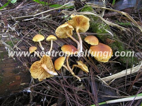 Gymnopilus spp. – Neotropical Fungi