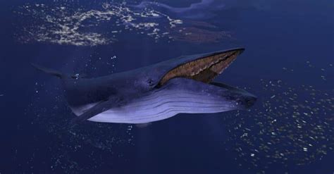 10 Incredible Blue Whale Facts - A-Z Animals