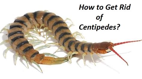 How to Get Rid of Centipedes?